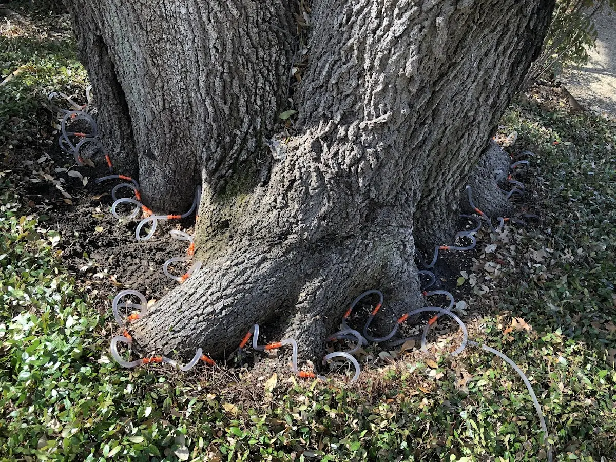 Detailed Tree Cabling and Bracing job site in Coyote