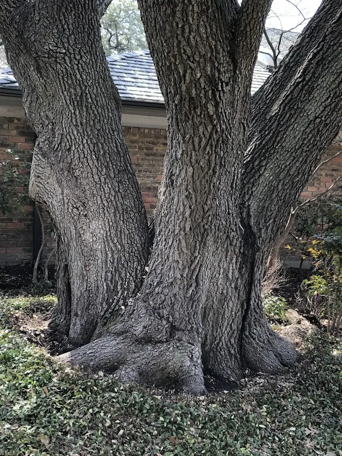 Mature heritage tree close to a Coyote property cared for by certified arborists